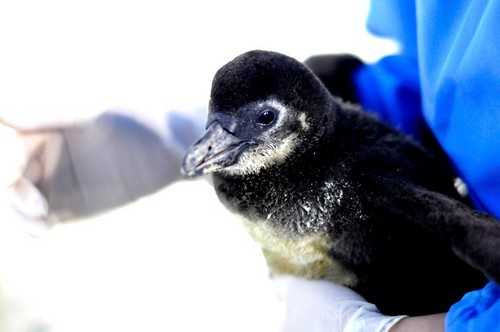 Chào đón chú chim cánh cụt đầu tiên được sinh ra tại VN