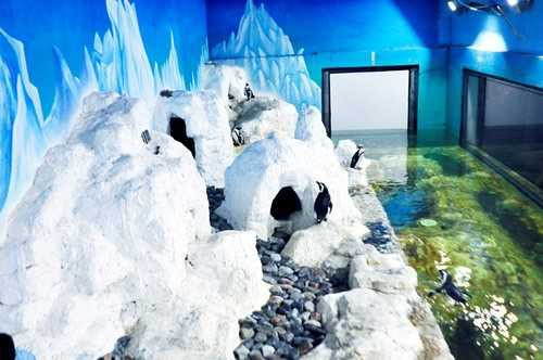 Chào đón chú chim cánh cụt đầu tiên được sinh ra tại VN