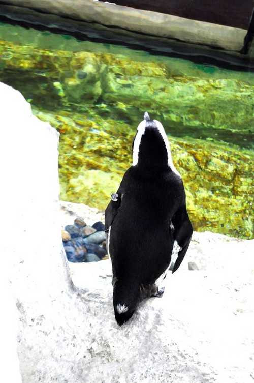 Chào đón chú chim cánh cụt đầu tiên được sinh ra tại VN