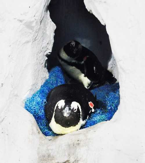 Chào đón chú chim cánh cụt đầu tiên được sinh ra tại VN