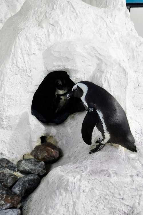 Chào đón chú chim cánh cụt đầu tiên được sinh ra tại VN