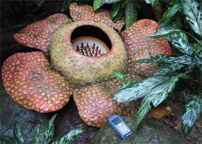 Mặc dù Titan Arum có kích cỡ to lớn khác thường nhưng về bản chất, chúng là tập hợp của các cành hoa chứ không hẳn là một bông hoa riêng lẻ. Điều đó giúp hoa xác thối Rafflesia trở thành bông hoa đơn lớn nhất thế giới. 