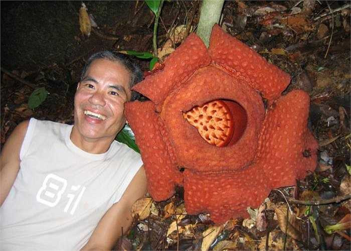 Còn một điểm đặc biệt nữa giữa hai loài hoa xác thối: Trong khi Titan Arum có thể tìm thấy ở những vườn sinh học trên toàn thế giới thì những nỗ lực để trồng Rafflesia lại gần như chẳng có mấy kết quả khả quan. 