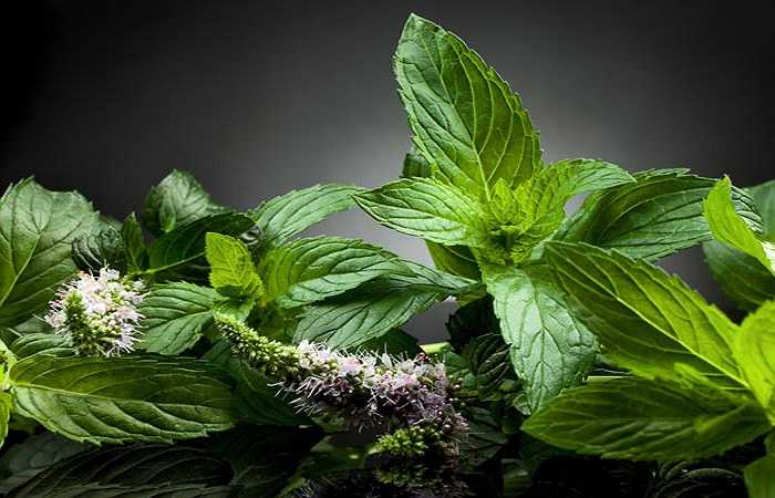 Nước lá bạc hà: Cũng giống như tỏi và gừng, bạc hà có đặc tính kháng khuẩn, chúng sẽ giúp để tiêu diệt nhiễm trùng gây viêm ở cổ họng. Bạn có thể kết hợp cùng một chút sữa chua hoặc nước trái cây để dễ uống hơn đồng thời giảm bớt độ cay của lá bạc hà.