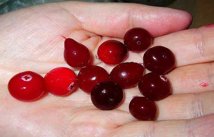 Nước ép việt quất: Nước ép việt quất được coi là một trong những đồ uống tốt nhất để chữa bệnh viêm họng ở giai đoạn đầu. Bạn nên uống hai đến ba ngụm nước ép việt quất khi thấy xuất hiện triệu chứng đau nhẹ và ngứa ở cổ họng. 