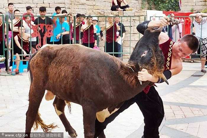 Ở huyện Thanh Hưng, tỉnh Chiết Giang, Trung Quốc, người ta vẫn lưu truyền môn thể thao mạo hiểm đấu bò