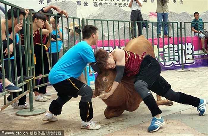 Thay vì dùng kiếm để kết liễu các chú bó như ở Tây Ban Nha, các đấu sỹ sẽ dùng tay không để quật ngã 'đối thủ'