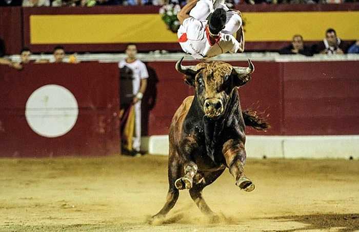 Một chi tiết khác nữa so với cách đấu bò truyền thống, đó là những chú bò ở đây sau khi chiến đấu sẽ không bao giờ bị giết