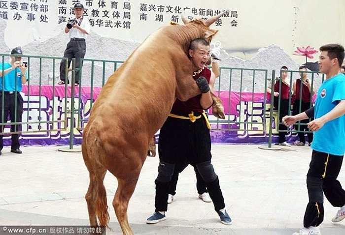 Đấu sỹ này thậm chí còn cho cả bò chồm lên người