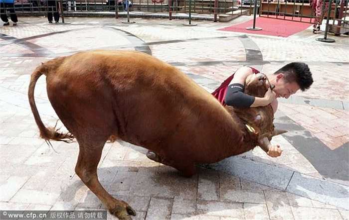 Một miếng quật ngã bò kinh điển của các đấu sỹ ở Chiết Giang: kẹp chặt sừng rồi khóa cổ bò