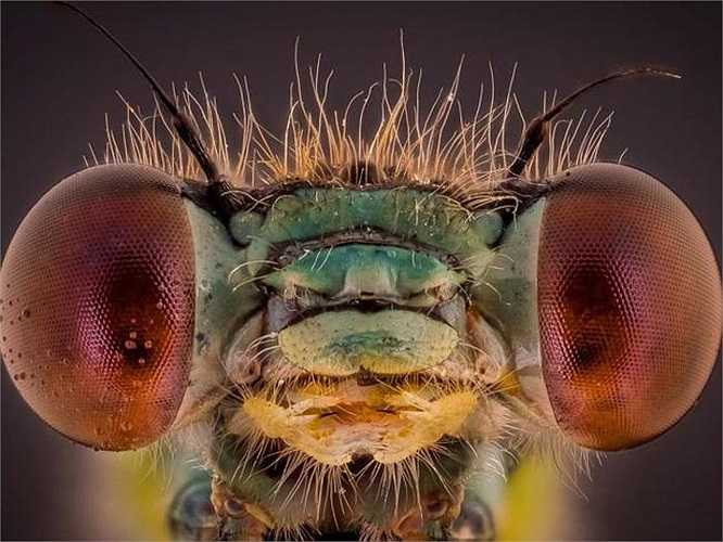 Những hình ảnh này được một tay máy 28 tuổi chụp tại khu rừng gần nhà mình ở Bognor Regis, miền Nam nước Anh trong suốt mùa hè vừa qua. 