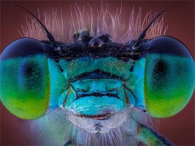 Ở chế độ chụp cận cảnh (macro), một con ruồi bé xíu được tái hiện rõ nét tới từng chi tiết, đặc biệt là đôi mắt trở nên vô cùng nổi bật và màu sắc xanh da trời - xanh lá cây làm nó càng thêm rực rỡ. 