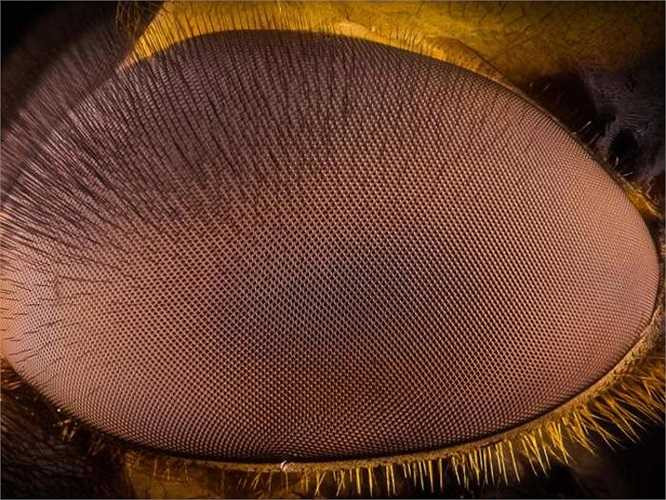 Còn đây là khi chú ong phát hiện thấy ống kính máy ảnh của Uddin. Nó đã gí sát đôi mắt của mình vào ống kính và góp phần tạo ra một hình ảnh đẹp lạ như thế này.