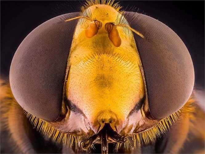 Với Uddin, đúng là một mùa hè quá đáng nhớ khi anh thực hiện thành công một bộ ảnh tuyệt đẹp về côn trùng.