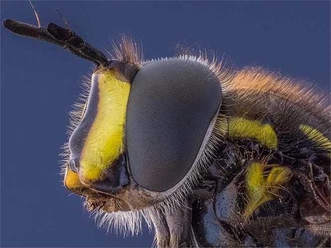 Với Uddin, chụp cận cảnh là niềm đam mê của anh. Đặc biệt, khi chụp những con côn trùng tí hon ở chế độ này, anh như phát hiện thấy một vẻ đẹp khác, dữ dội hơn và mạnh mẽ hơn nhiều ở chúng.