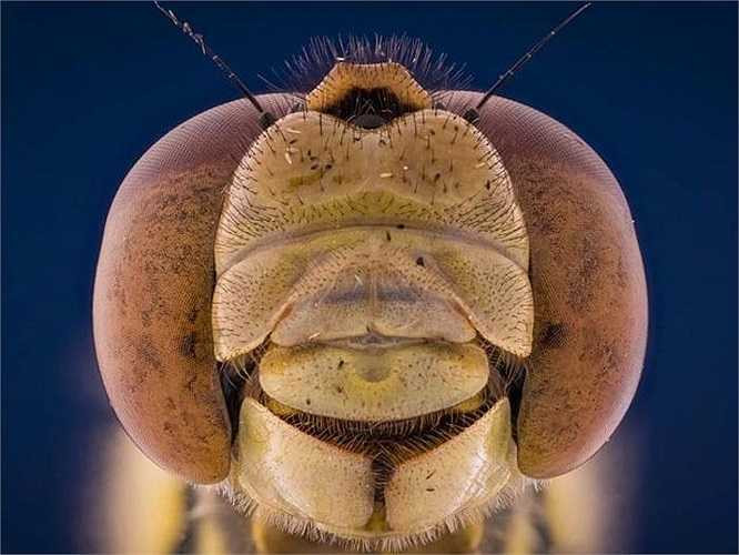 Thứ mà Uddin thấy ấn tượng nhất trong loạt hình này chính là đôi mắt loài côn trùng. Chúng được đặc tả một cách chi tiết, tạo cảm giác về một khối cấu trúc tinh vi, đầy bí ẩn.