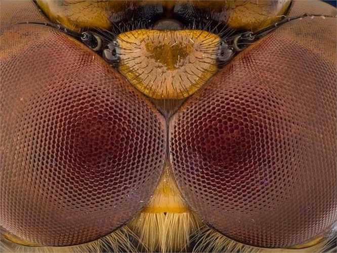 Các nhà làm phim Hollywood hoàn toàn có thể dựa vào những bức hình cận cảnh này để lấy ý tưởng khi họ cần thiết kế một quái vật ngoài hành tinh với vẻ ngoài đáng sợ.