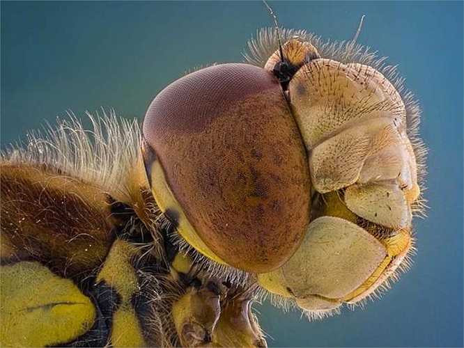 Đủ mọi hình dạng kỳ quái, khác thường, đôi khi kinh dị đến mức không tin nổi hiện lên thật rõ nét qua từng tấm ảnh.