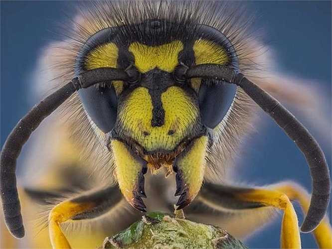 Bạn có nhận ra cặp ngòi khủng khiếp của con ong bắp cày trong bức ảnh này?