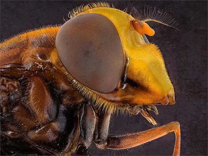 Màu vàng rực sáng của một con ong dưới ống kính Uddin.