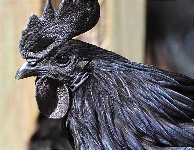 Ở châu Á, đôi khi, người ta giết Ayam Cemani để cúng tổ tiên, thần thánh trong lúc người phụ nữ lâm bồn bởi họ tin rằng may mắn sẽ tới. Ayam Cemani còn được hiến tế vào một số dịp đặc biệt khác. Tiếng gáy của Ayam Cemani cũng được cho là đem lại thịnh vượng. 