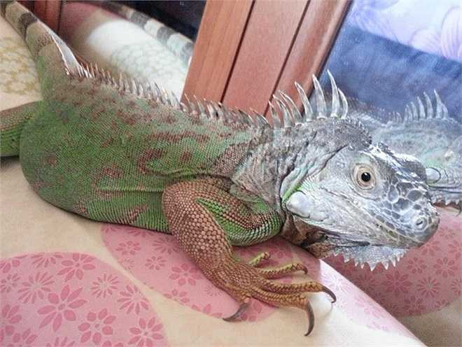 Một thời gian sau, với số tiền tiết kiệm được, Minh tiếp tục mua thêm 2 con rùa, 2 con tắc Kè… Mỗi lần mang các con bò sát về Minh đều năn nỉ xin phép mẹ cho nuôi, thấy con gái đam mê, mẹ cô đồng ý.