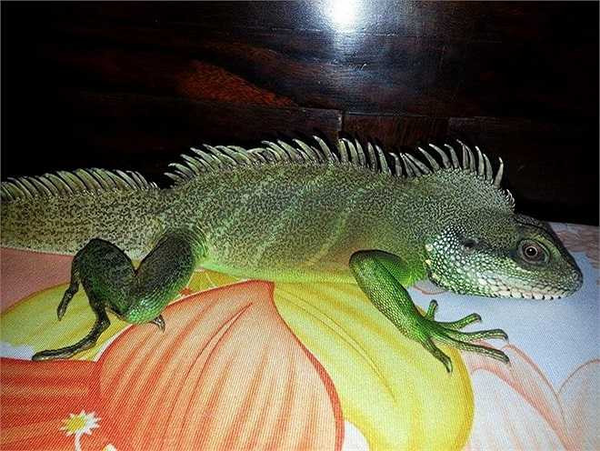 Kỳ tôm châu Á được hơn một năm tuổi.