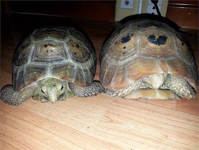2 con rùa Núi Vàng nằm trên góc học tập của Nhật Minh.