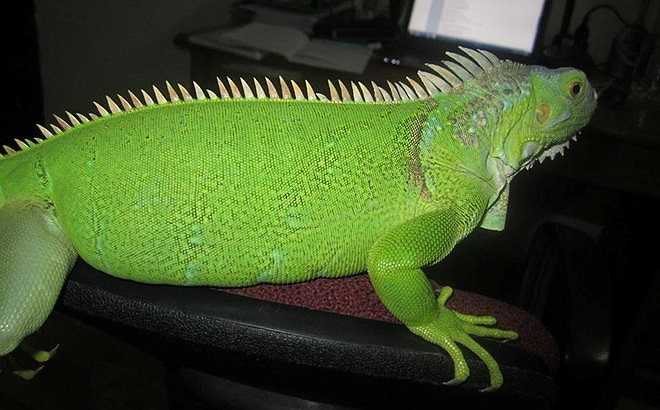 Khi được hỏi về những khó khăn khi nuôi bò sát, Minh cho biết thời gian đầu thì mình gặp những trở ngại về khinh nghiệm chăm sóc, chỗ ở cho chúng và có nhiều lời dị nghị khi con gái đi nuôi bò sát…