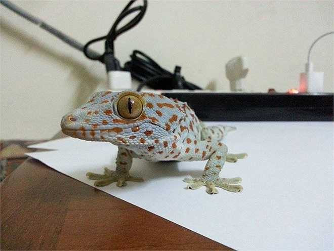 Hiện tại, Minh đang nuôi 2 Tắc Kè Hoa. 