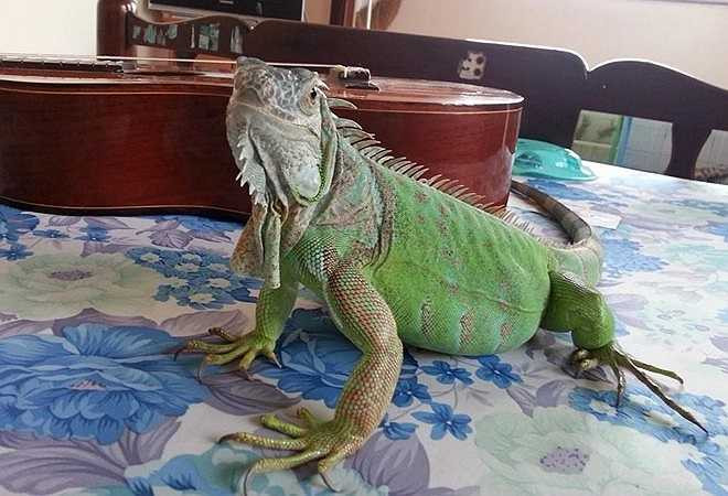 Minh cho biết, hằng ngày được chung sống, chăm sóc và vui chơi với những con vật yêu thích mang lại cho cô nhiều niềm vui và hạnh phúc. 