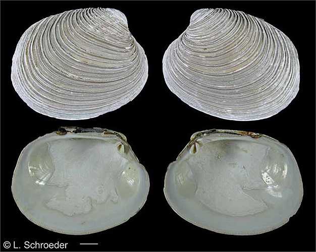 Nghêu sinh sản quanh năm, tuy nhiên vào mùa mưa chúng sinh sản mạnh mẽ hơn, vì lúc này lượng thức ăn từ các sông đổ ra nhiều.