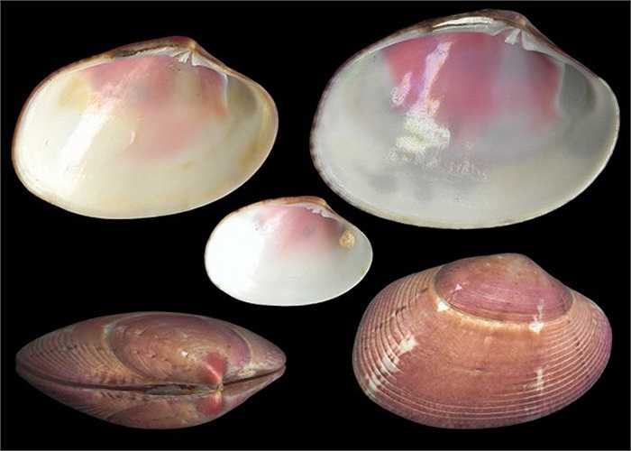 Loài nhuyễn thể này phân tính đực, cái riêng biệt. Trong noãn của cá thể nghêu cái trung bình có hơn 5, 4 triệu trứng, thậm chí tối đa có đến 8,5 triệu trứng.