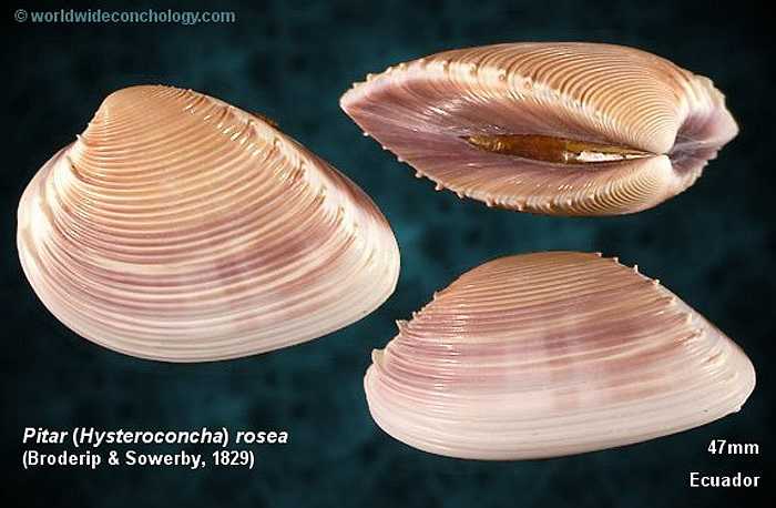 Sau khi đẻ trứng vào môi trường nước, ấu trùng nghêu sống trôi nổi khoảng một tháng, sau đó chìm xuống đáy nước khi thành con non có vỏ. Con non sẽ rúc xuống lớp bùn cát khoảng 1cm.