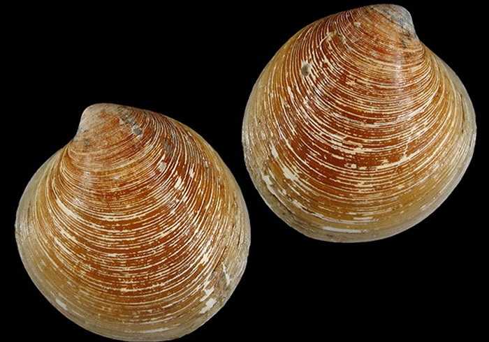 Dù quá trình trưởng thành của nghêu có rất nhiều rủi ro, nhưng với số lượng trứng nhiều, nên loài nghêu hiện đã trở thành vật nuôi khá dễ dàng, ít tốn kém.