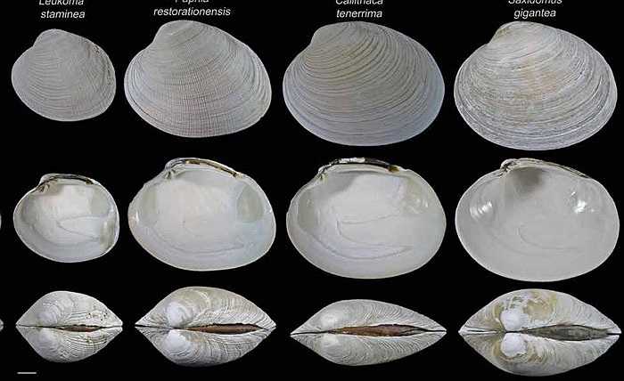 Ít ai có thể tin rằng, loài nghêu có tuổi thọ hơn 4 thế kỷ này trở thành vật nuôi mang lại giá trị kinh tế cao cho bà con ngư dân Việt Nam và nhiều nước trên thế giới.