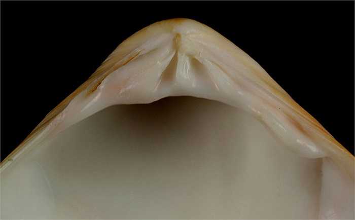 Các nhà khoa học đã căn cứ vào số vòng trên nắp vỏ của chúng để xác định tuổi thọ.