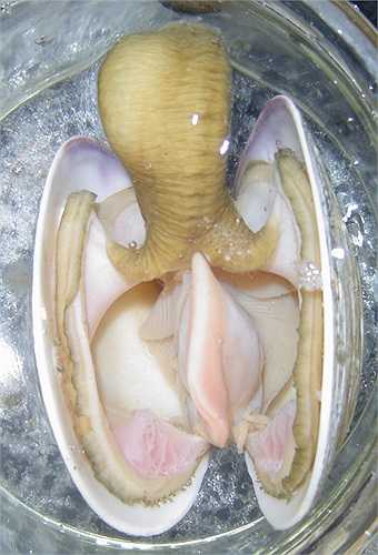 Nghêu có thân hình tròn, màu trắng hoặc vàng nhạt. Nghêu thuộc họ Veneridae. Loài này thường sống ở vùng ven biển, nước mặn, nơi có nhiều cát sỏi. 