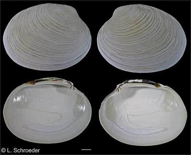 Hiện nay, chúng có mặt rộng rãi khắp các vùng biển nhiệt đới, cận nhiệt đới trên thế giới.