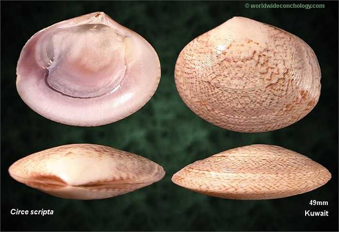 Loài nghêu có mặt phổ biến tại Việt Nam và được nuôi rộng khắp ở các tỉnh ven biển từ Bắc vào Nam.