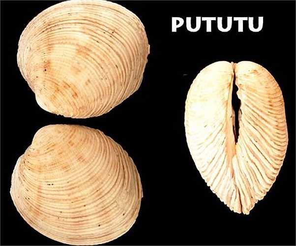 Môi trường lý tưởng nhất của nghêu là vùng cát pha bùn. Chúng sống ngay bề mặt, nhưng cũng có khi rúc xuống đáy cát ở độ sâu tới 3-4m.