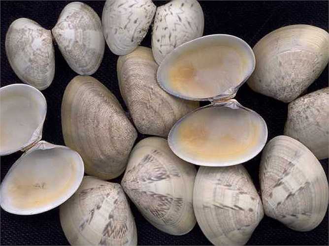 Nghêu là loài thụ động trong việc tìm kiếm thức ăn. Chúng không có khả năng săn mồi và lựa chọn thức ăn.