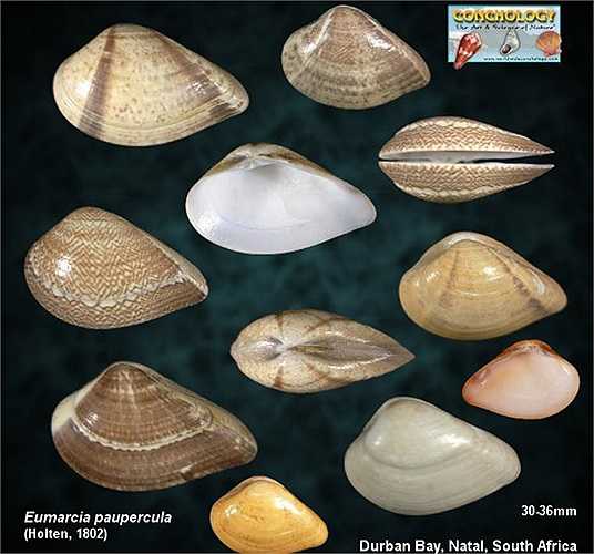 Chúng duy trì sự sống và phát triển bằng cách lọc các chất từ bùn, sinh vật phù du và tảo xung quanh chúng.