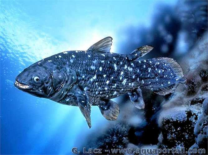 Năm 1938, một mẫu vật tìm thấy tại Nam Phi đã chứng minh cá vây tay cổ không hề tuyệt chủng trong kỷ Phấn trắng cùng với khủng long. Thậm chí con cá vây tay bằng da bằng thịt này có thể thở. Mới đây, người ta cũng tìm thấy cá vây tay tại Indonexia vào năm 1999.