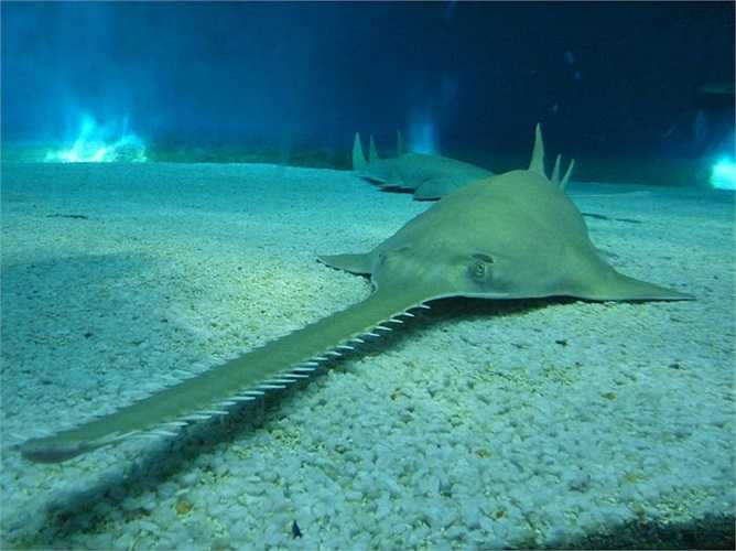 Cá đao sống sót từ kỷ Phấn trắng và chúng có thể được tìm thấy trong các vùng nước mặn hay ở các con sông, kênh, rạch. Chúng có chiều dài 7 mét, với những chiếc “cưa” của chúng vừa là vũ khí vừa là cơ quan cảm giác giúp chúng cảm nhận được con mồi. Cá đao có thể trở nên cực kỳ nguy hiểm nếu bị khiêu khích. 