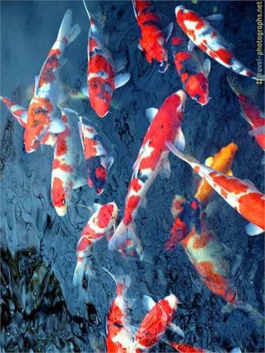 Cá chép Koi được nuôi làm cảnh thường sống từ 25-30 năm. Một số con có thể sống hơn 200 năm. Con cá Koi già nhất được biết đến là Hanako, chết lúc 226 tuổi vào năm 1977.