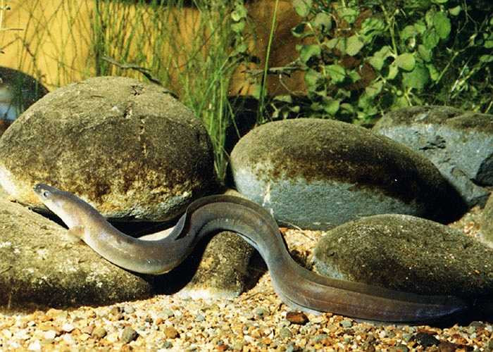 Lươn vây dài có nguồn gốc New Zealand và Úc, bình thường chỉ sống đến 60 tuổi nhưng cá thể lươn vây dài thọ nhất được biết là 106 năm. Chúng phát triển rất chậm, chỉ từ 1-2 cm mỗi năm.