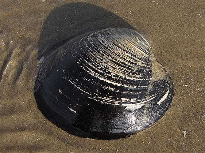 Những vòng tròn đồng tâm hay các đường kẻ trên vỏ của chúng là dấu hiệu của tuổi thọ của trai đại dương, cũng giống như vòng tròn trên thân cây. Một số cá thể loài này được cho là đã sống hơn 400 năm, thậm chí 507 năm.