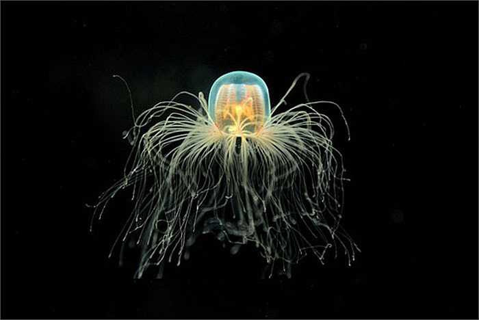 Sứa Turritopsis nutricula có thể quay ngược vòng đời của chúng từ thời kỳ trưởng thành trở lại thời kỳ sinh vật đơn bào và từ đó lại tiếp tục phát triển. Vòng đời của chúng lặp lại liên tục khiến loài sứa này được xác định là động vật bất tử duy nhất trên Trái Đất hiện nay.