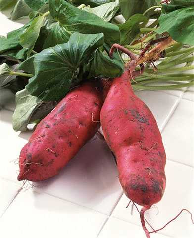 Do đó phải bảo vệ phần vỏ không bị sây sát, không gọt vỏ nếu không cần thiết.